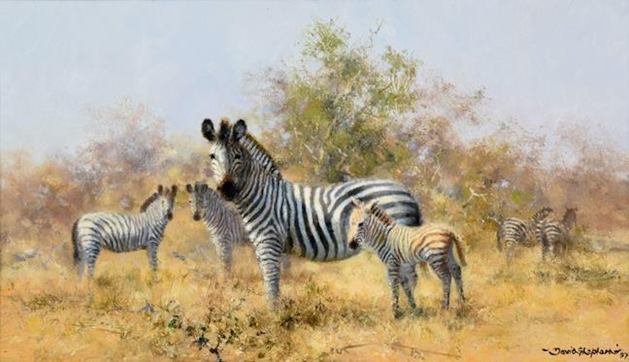 Zebras by David Shepherd