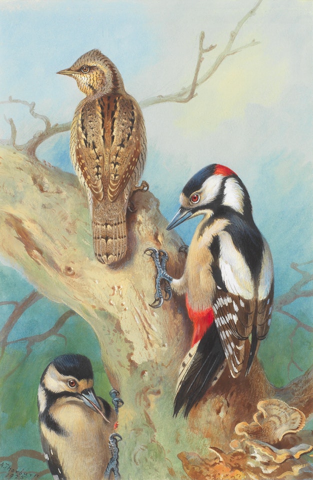 A Wryneck and two Greater Spotted Woodpeckers by Archibald Thorburn