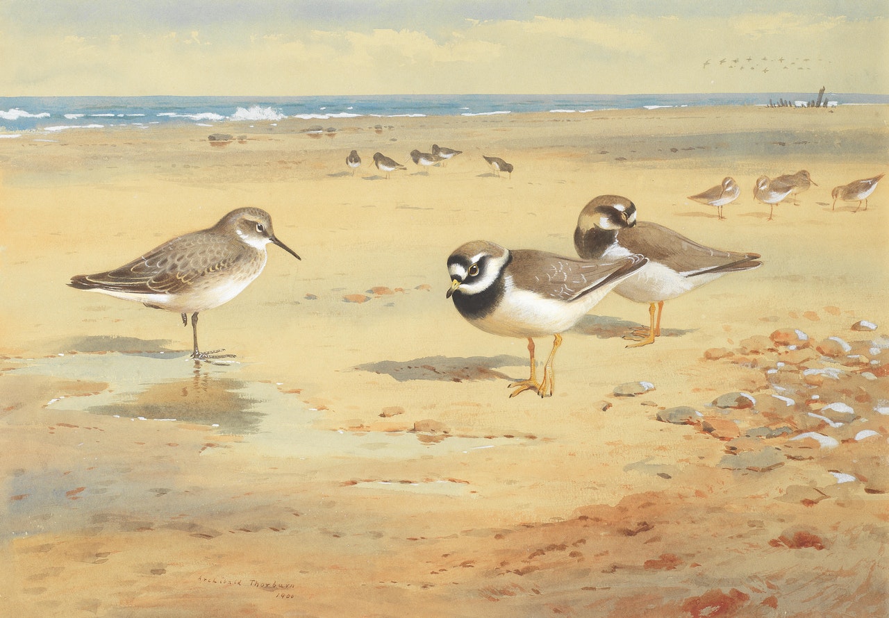 Ringed Plover, Dunlin and Oystercatchers at low tide by Archibald Thorburn