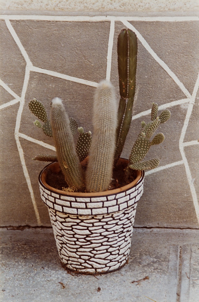 Cactus 1973 by Luigi Ghirri