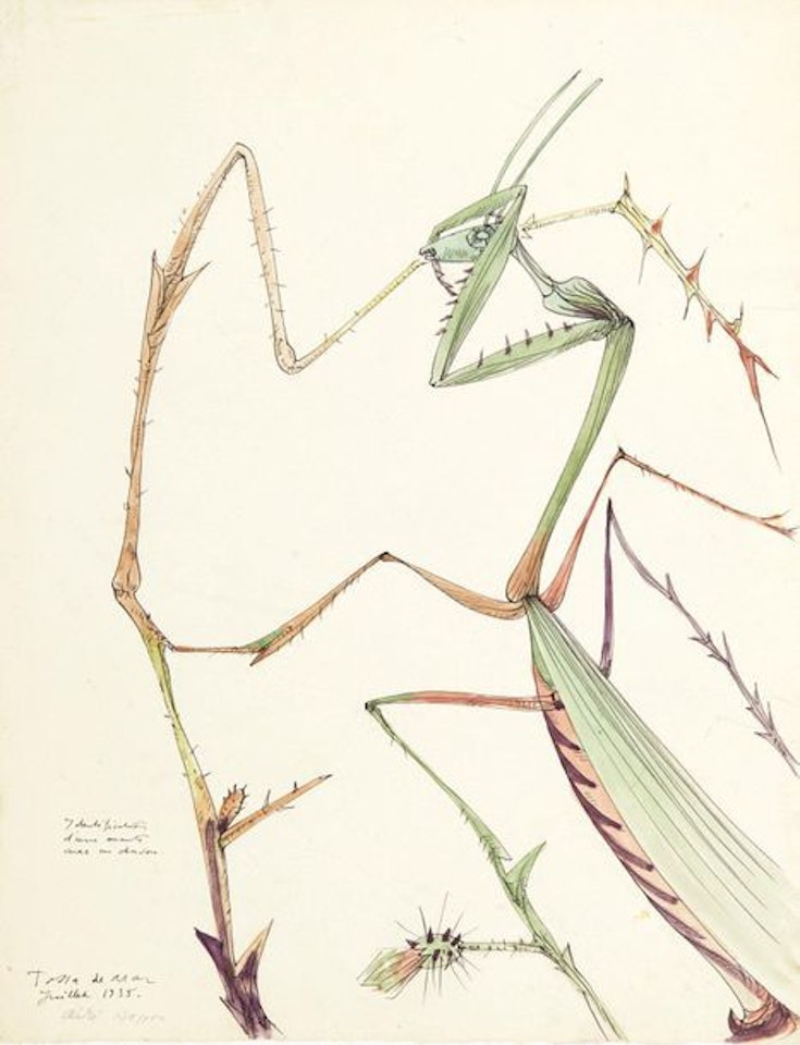 Identification of a mantis with a thistle by André Masson