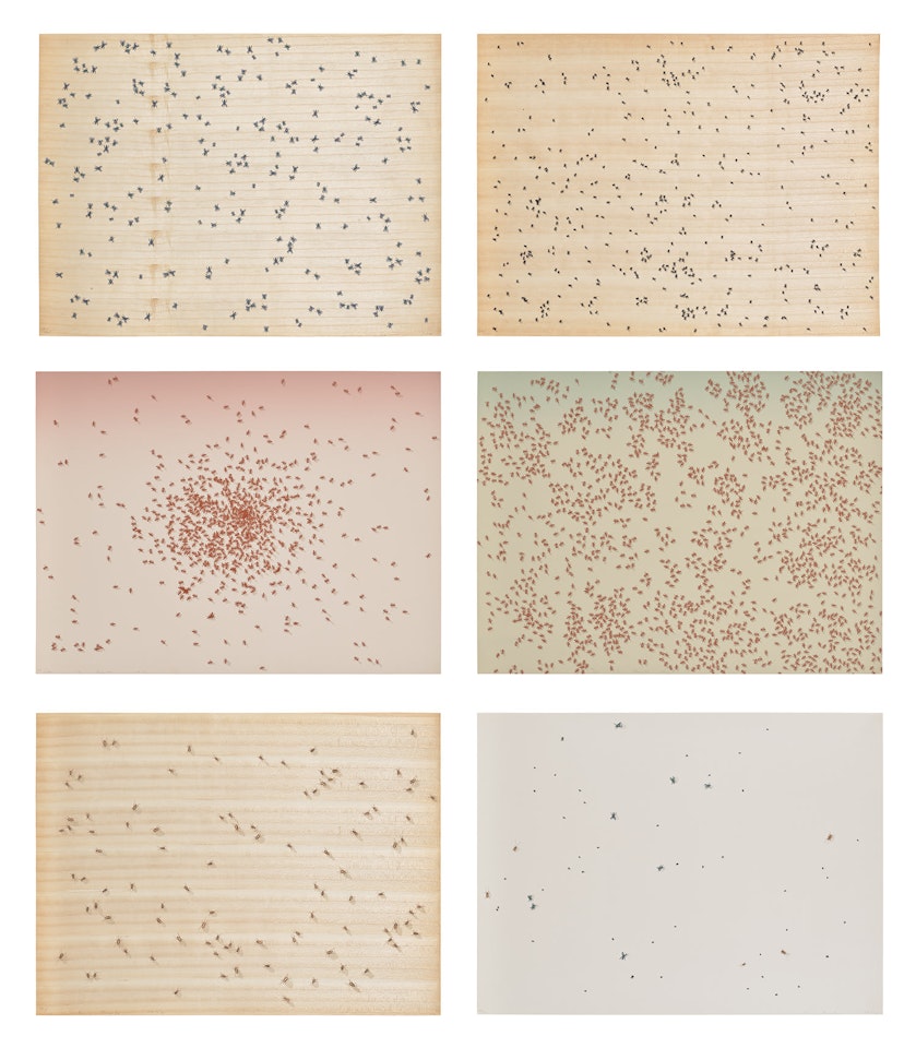 Insects (E. 60-65) by Ed Ruscha