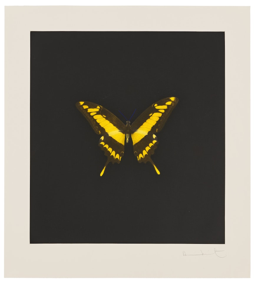Plate 6, from: The Souls on Jacob"s Ladder Take Their Flight by Damien Hirst