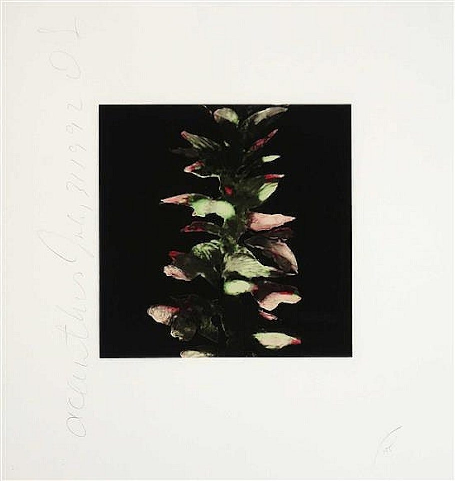 Blue Flowers and Fruit and Flowers III: Two Works by Donald Sultan