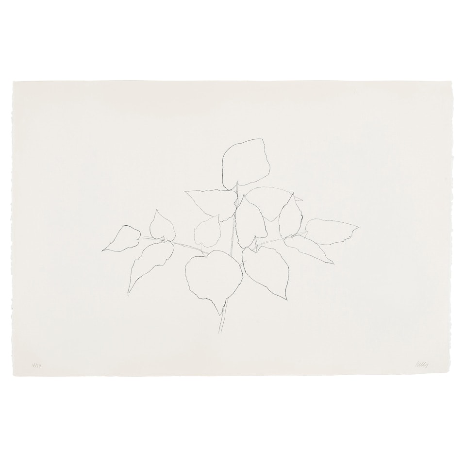 Woodland Plant (Axsom 178) by Ellsworth Kelly