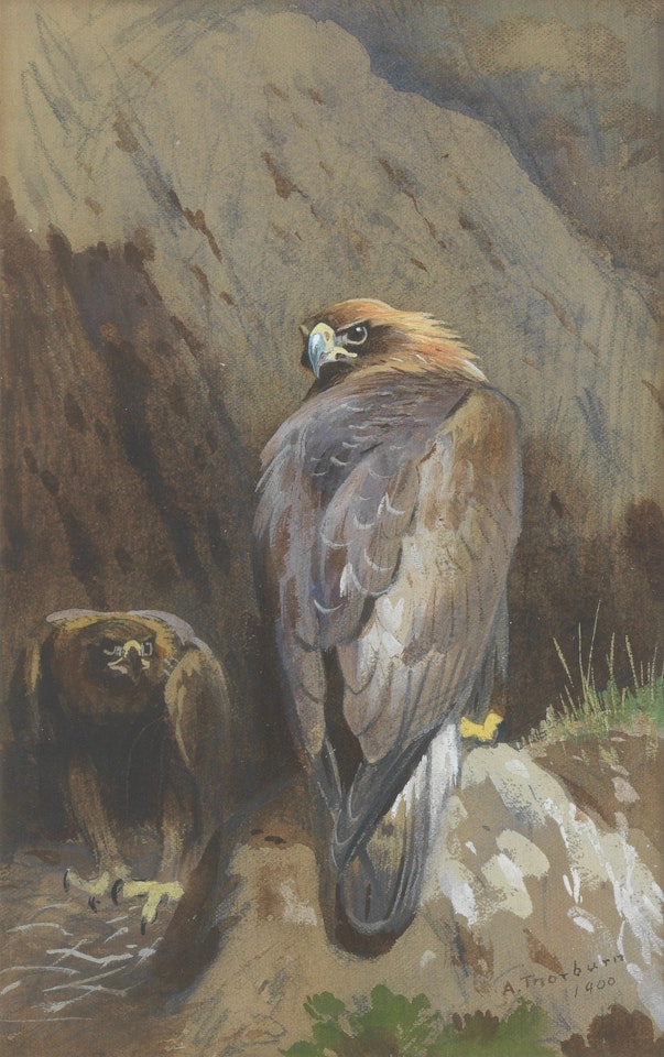 Golden Eagles by Archibald Thorburn