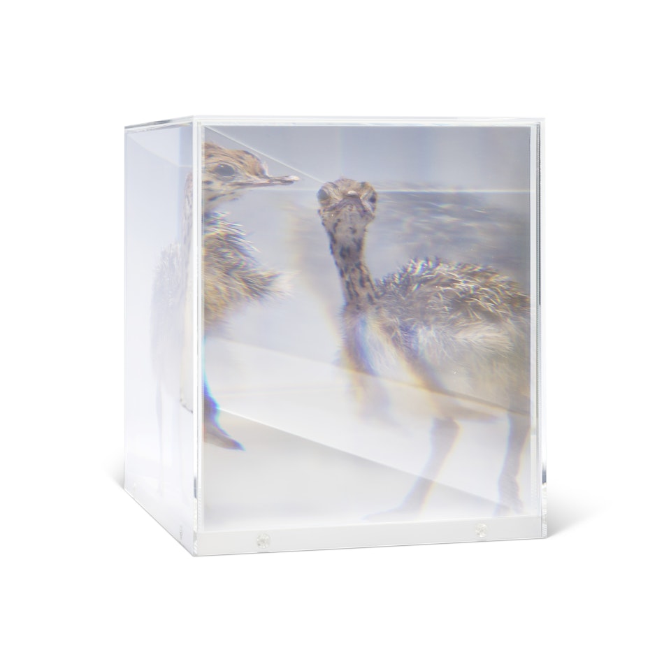 PixCell [Ostrich#1] by Kohei Nawa