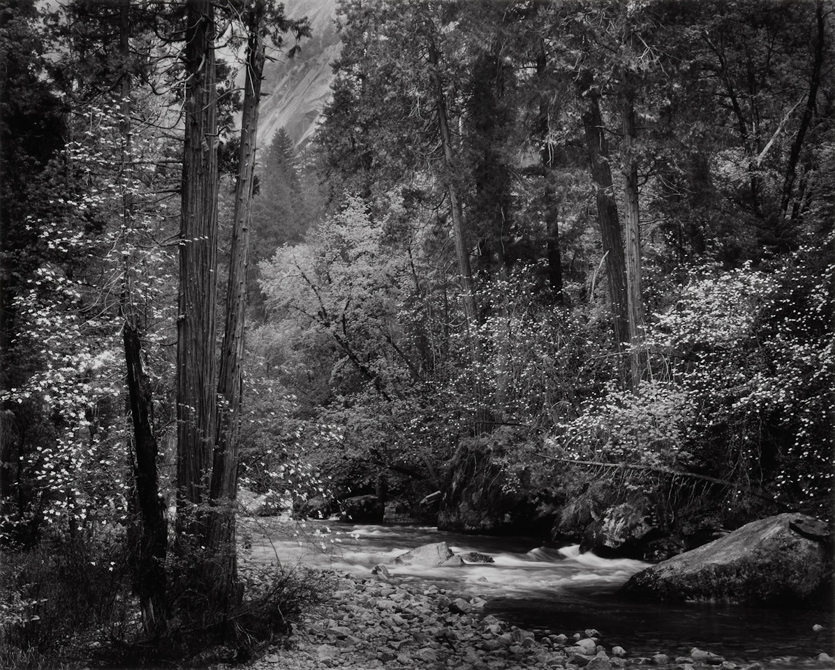 ‘Tenaya Creek, Dogwood, Rain, Yosemite Valley, California" by Ansel Adams