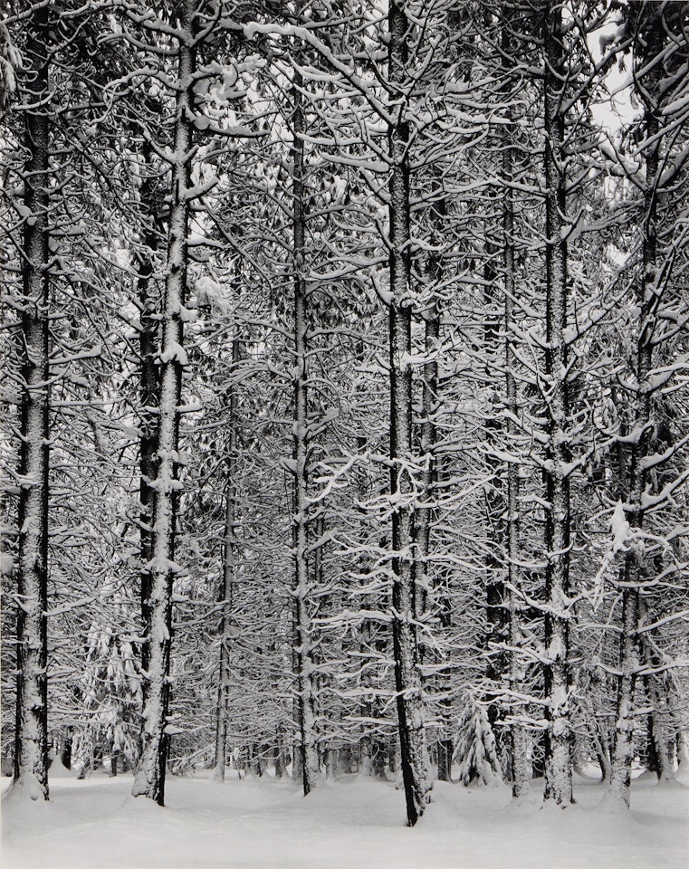 ‘Pine Forest in Snow, Yosemite National Park, California" by Ansel Adams