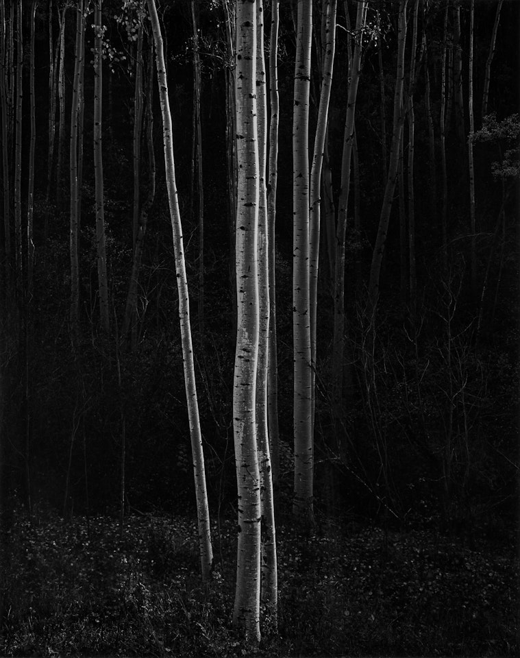 ‘Aspens, Northern New Mexico" (Vertical) by Ansel Adams