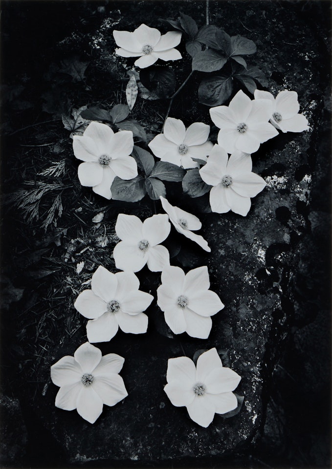 ‘Dogwood, Yosemite National Park, California" by Ansel Adams