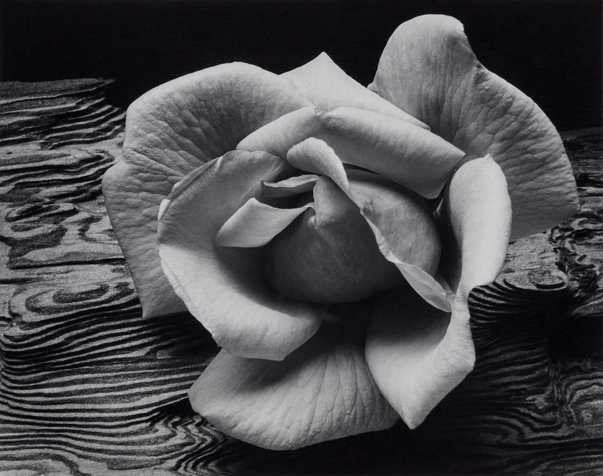 ‘Rose and Driftwood, San Francisco, California" by Ansel Adams