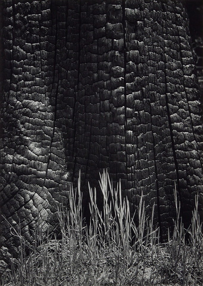 ‘Burnt Stump and New Grass, Sierra Nevada" by Ansel Adams