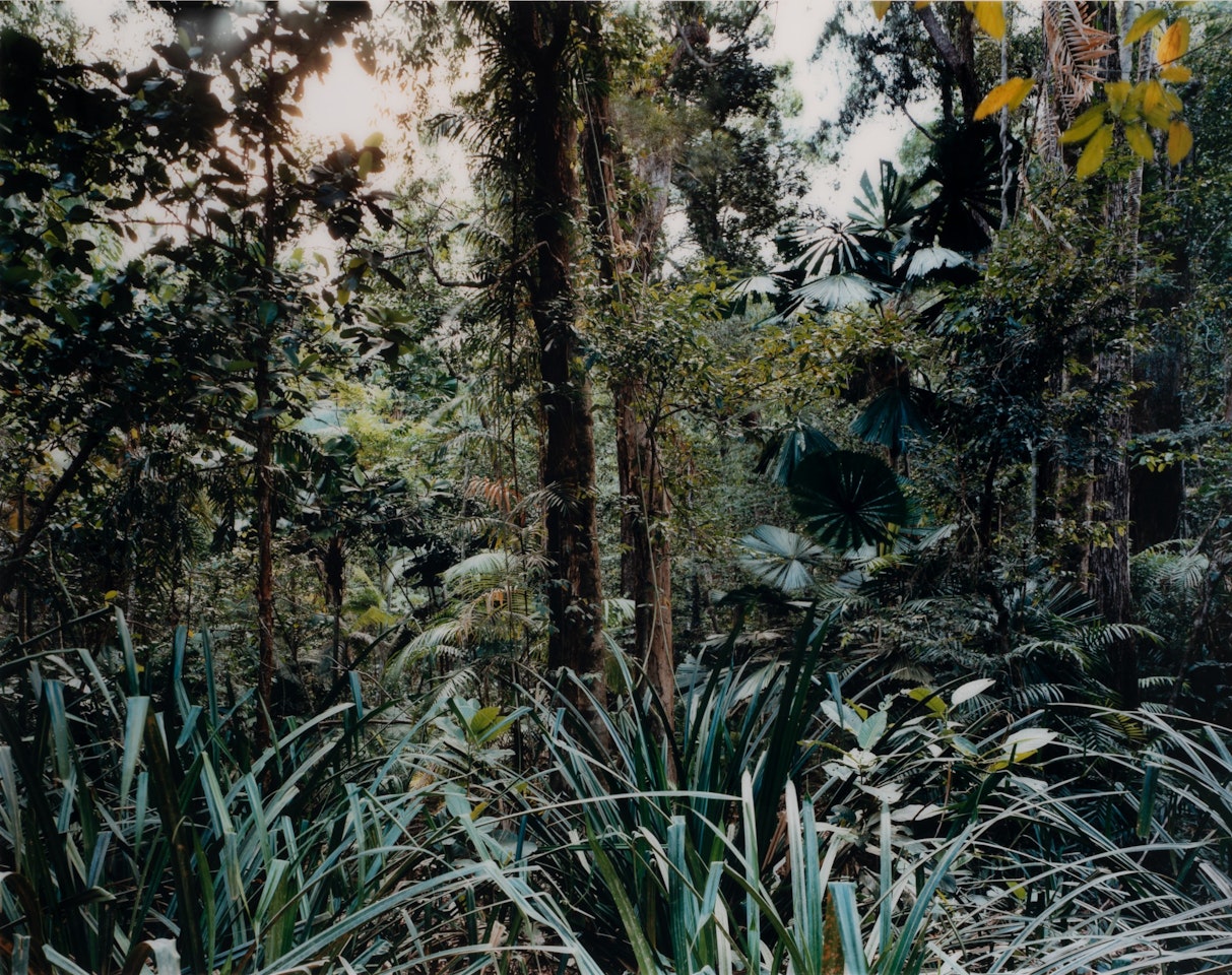 PARADISE 7, DAINTREE, AUSTRALIA by Thomas Struth