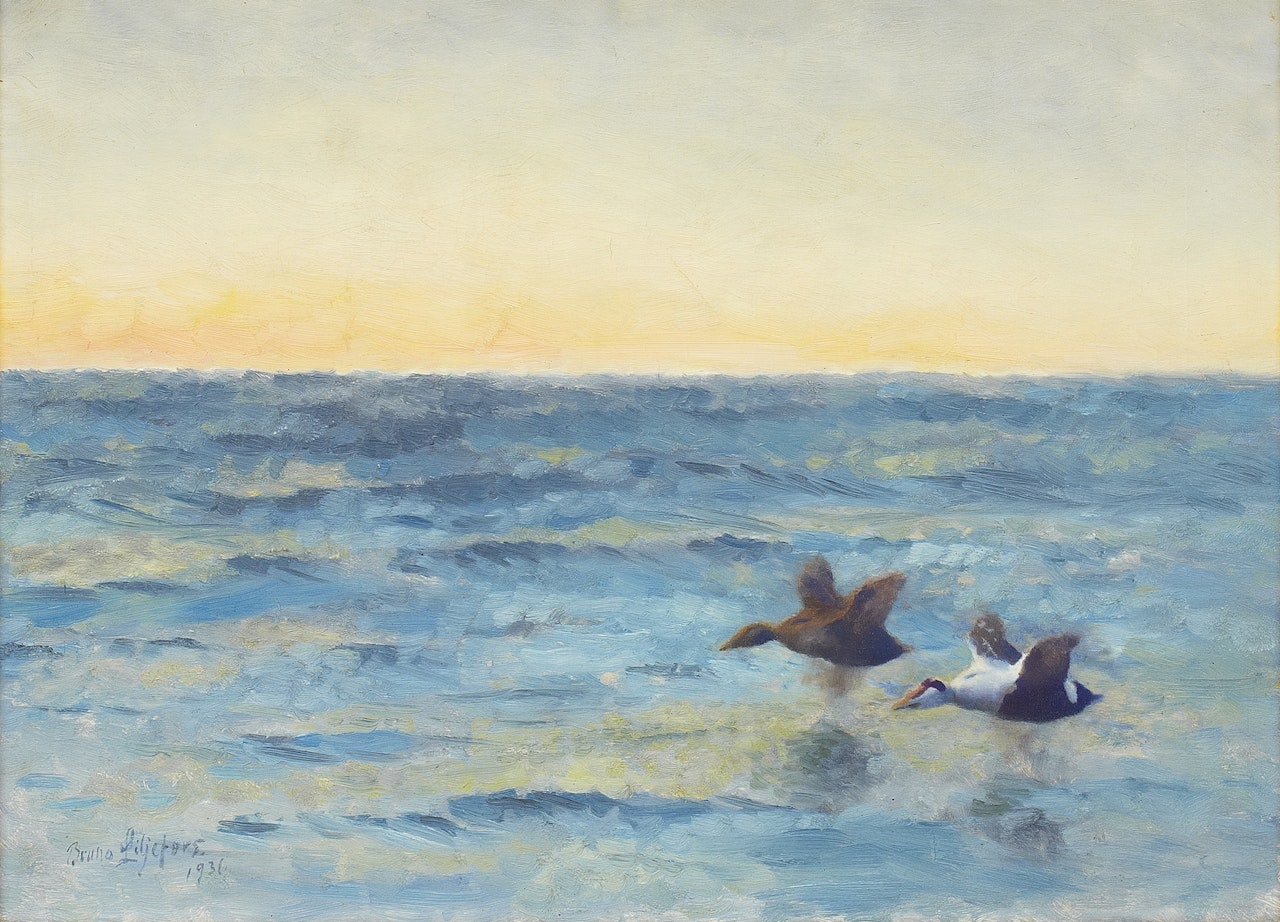 Stretching pair of eiders by Bruno Liljefors