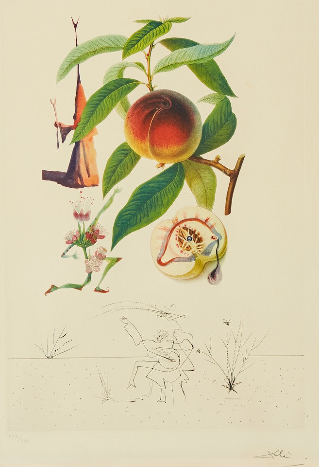 "Pêcher Pénitent" from "Floradalí (Les Fruits)" by Salvador Dali