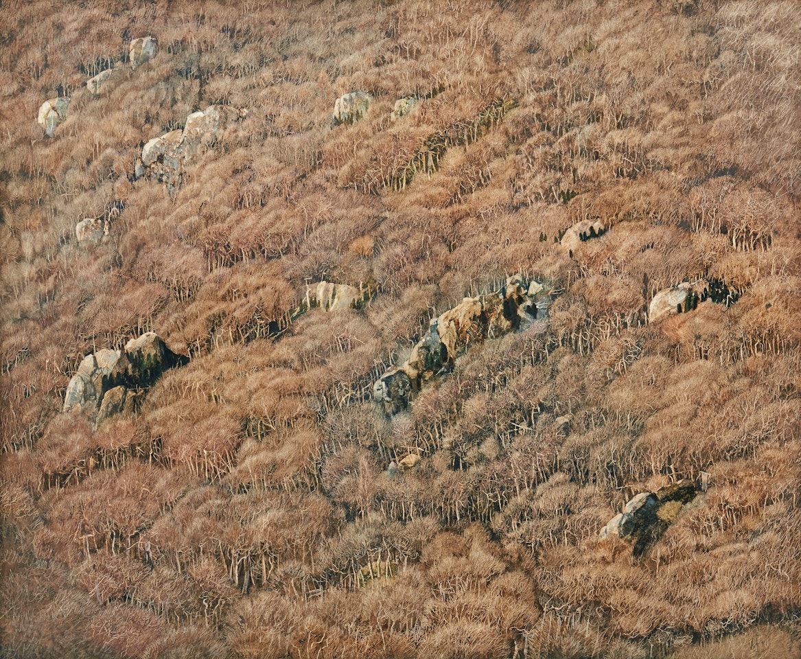 The forest from above by Roj Friberg