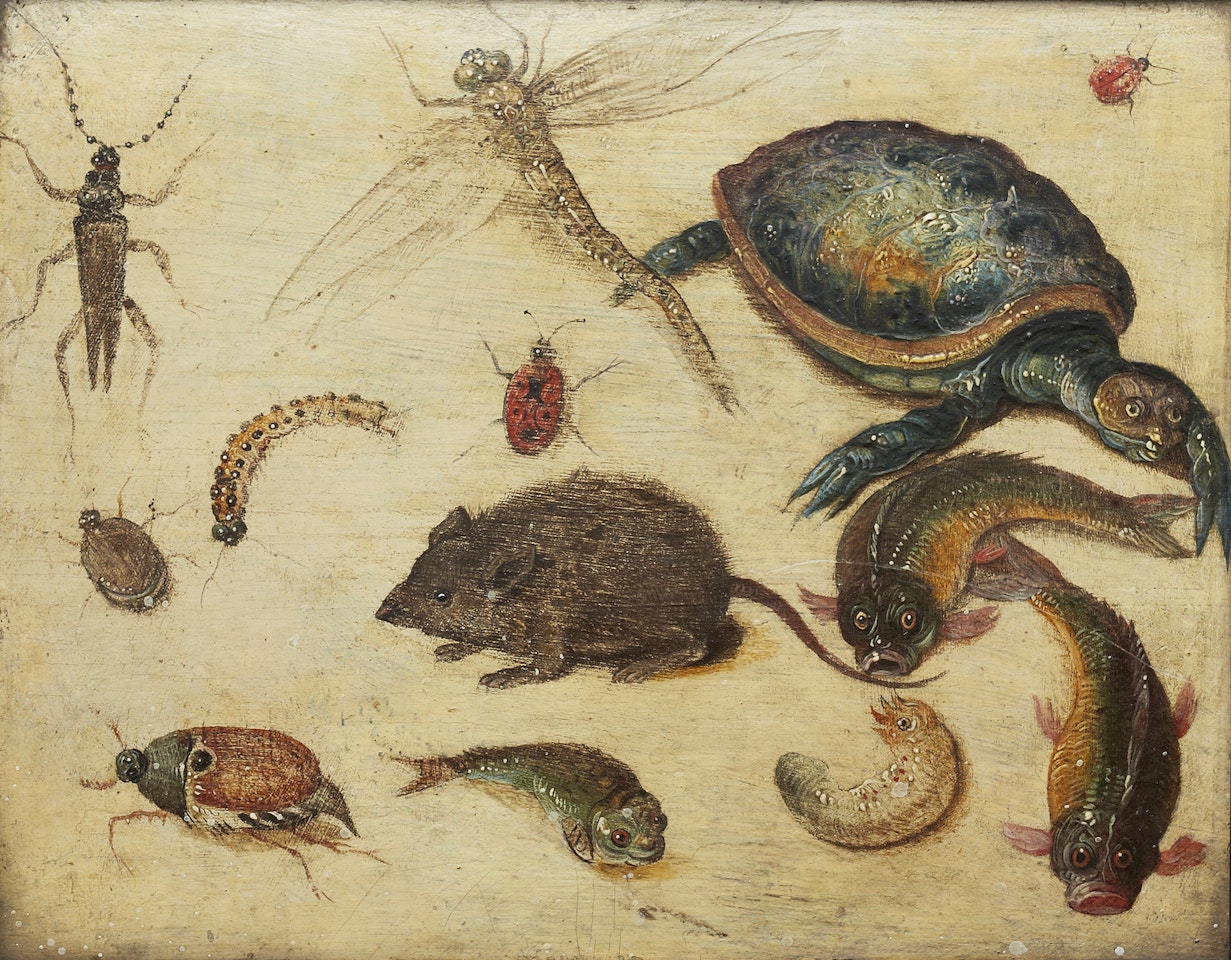 Study of animals and insects by Jan Van Kessel The Elder