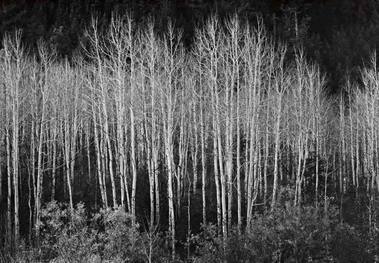 "Aspens, Dawn, Dolores River Canyon, Colorado" by Ansel Adams