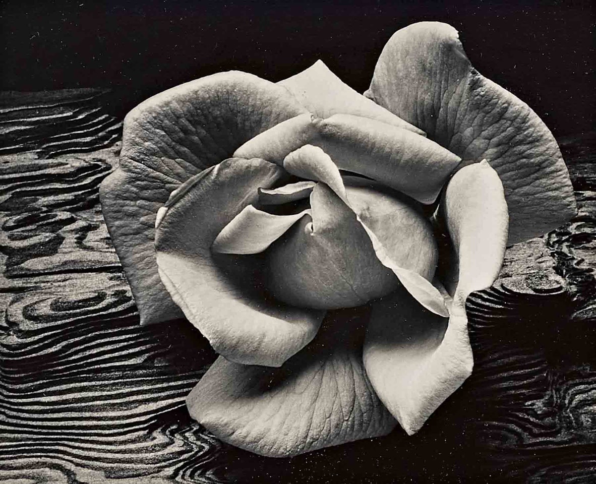 Rose and Driftwood, San Francisco by Ansel Adams