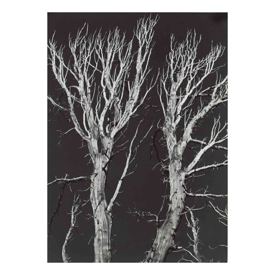 "Sierra Nevada" (Two Dead Trees Against Black Sky) by Ansel Adams