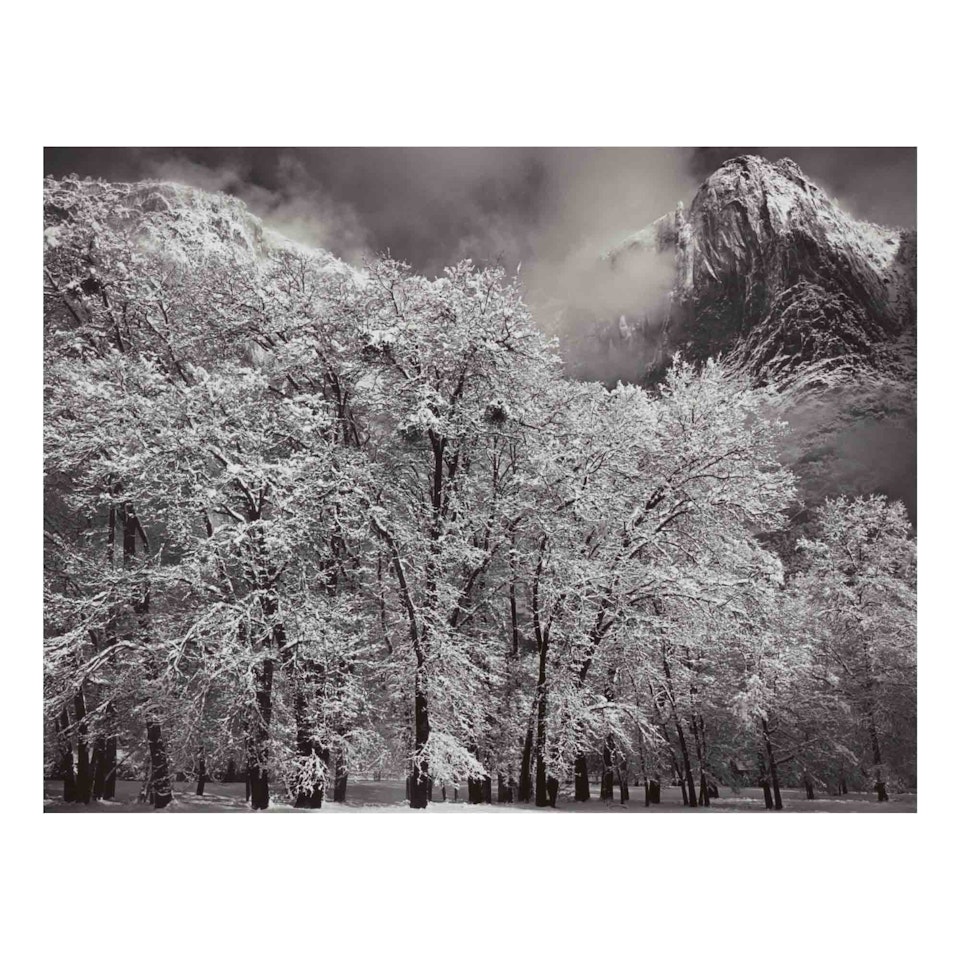 "Oaks in Snow, Yosemite Point, Yosemite National Park, California" by Ansel Adams