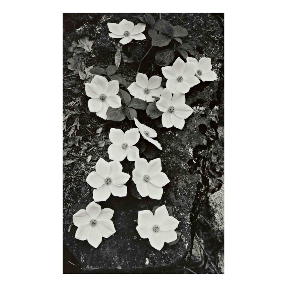 "Dogwood Blossoms, Yosemite" by Ansel Adams