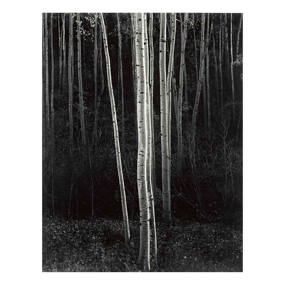 Aspens, Northern New Mexico (vertical) by Ansel Adams