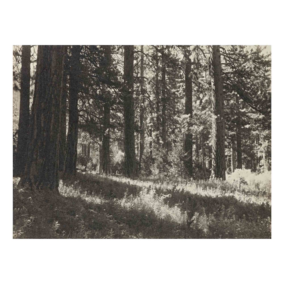 "In Simpson Meadow" by Ansel Adams