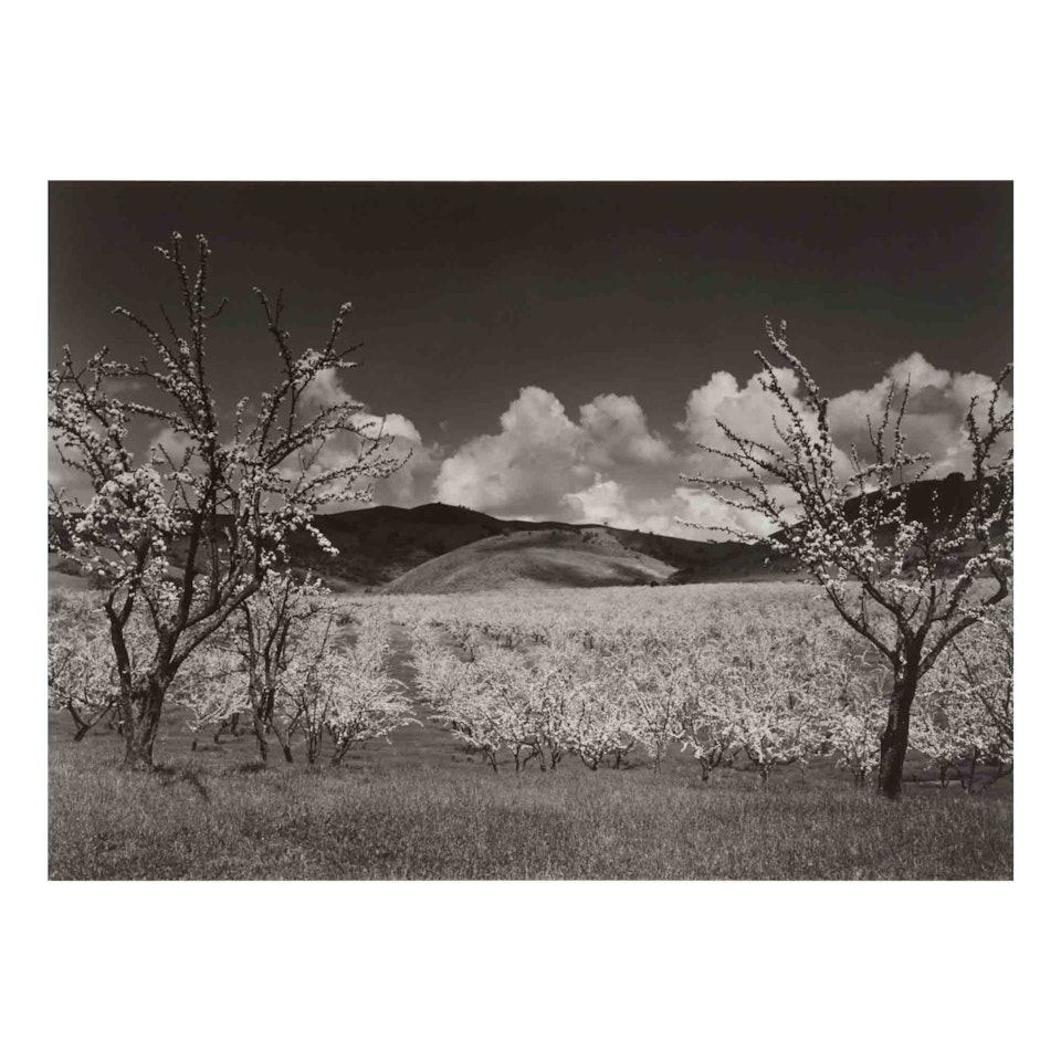 "Orchard, South of San Jose, California" by Ansel Adams