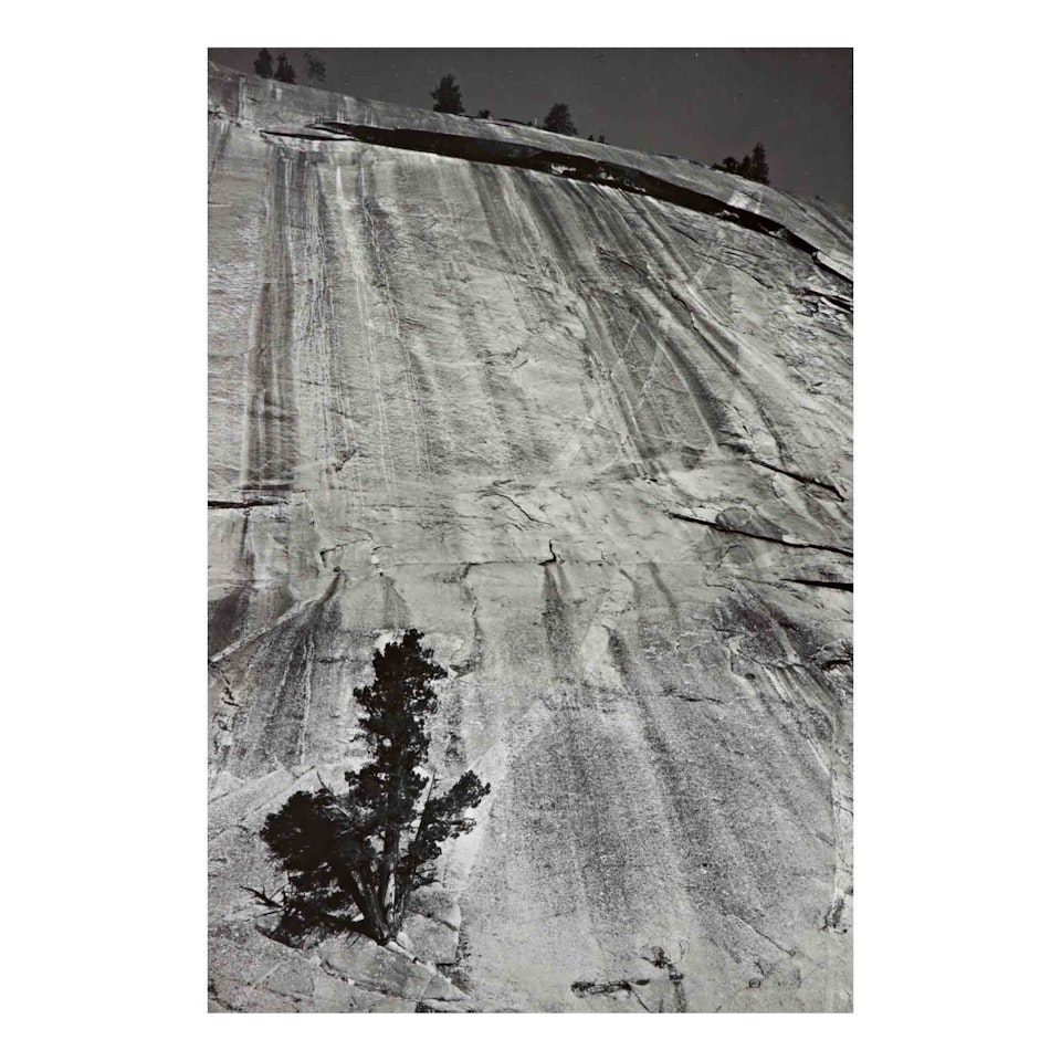 "Granite on Juniper, Merced Cañon, Y. N. P." by Ansel Adams