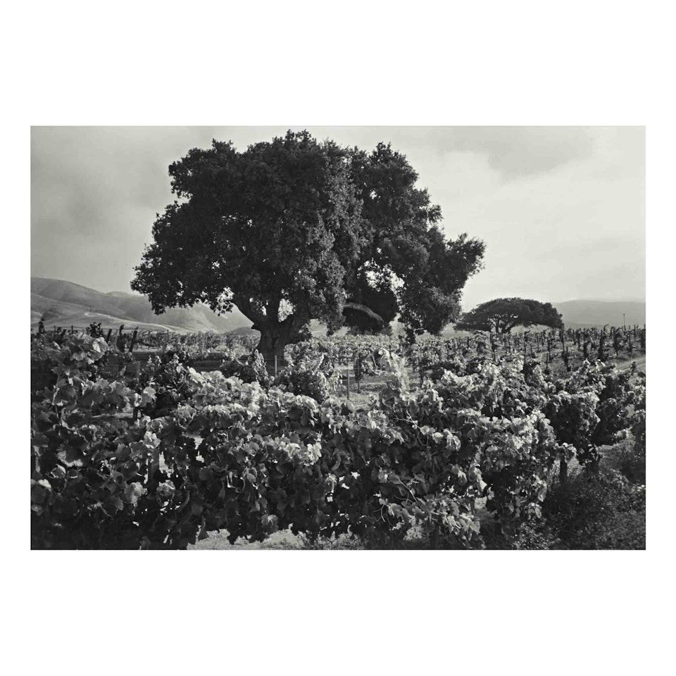 Vineyard, Soledad, California by Ansel Adams