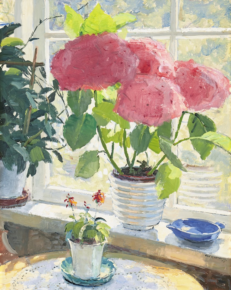 Pink hydrangea in sunlight by Olle Hjortzberg