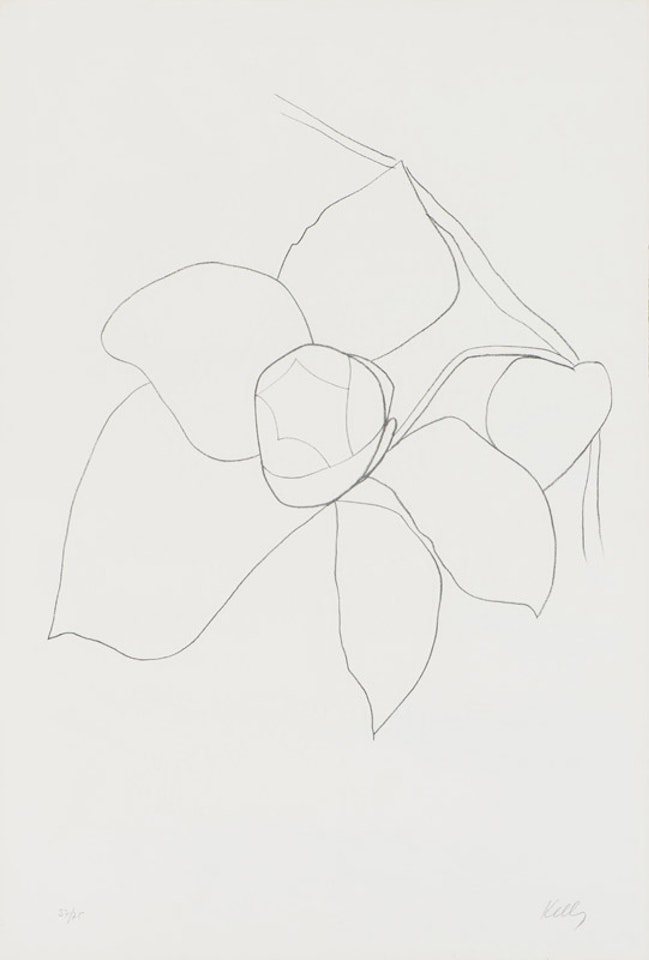 Camellia II (Axsom 42) by Ellsworth Kelly