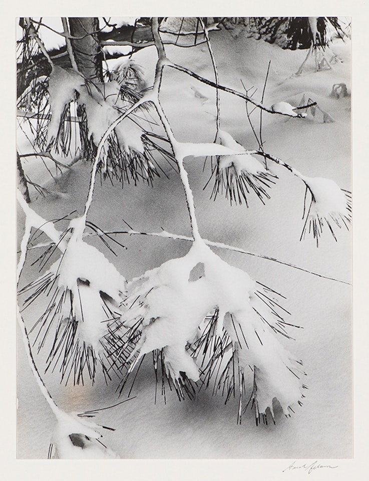 Branches in Snow by Ansel Adams