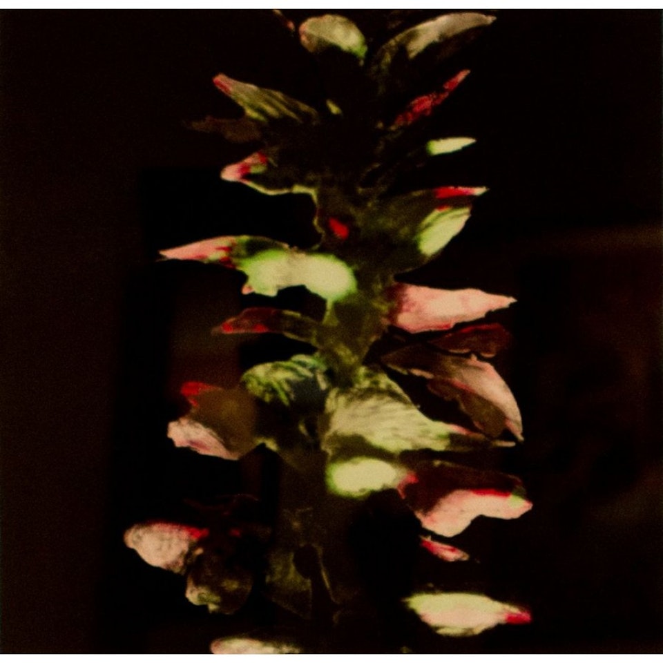 Acanthus by Donald Sultan