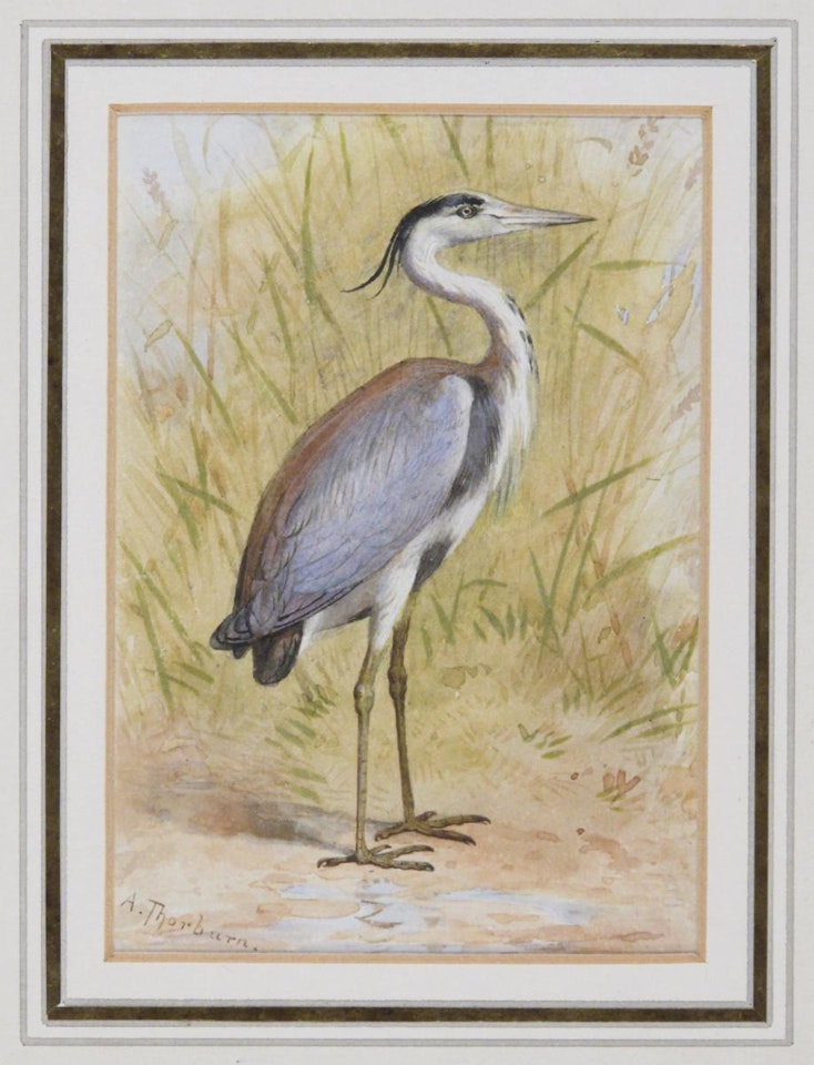 Heron by Archibald Thorburn