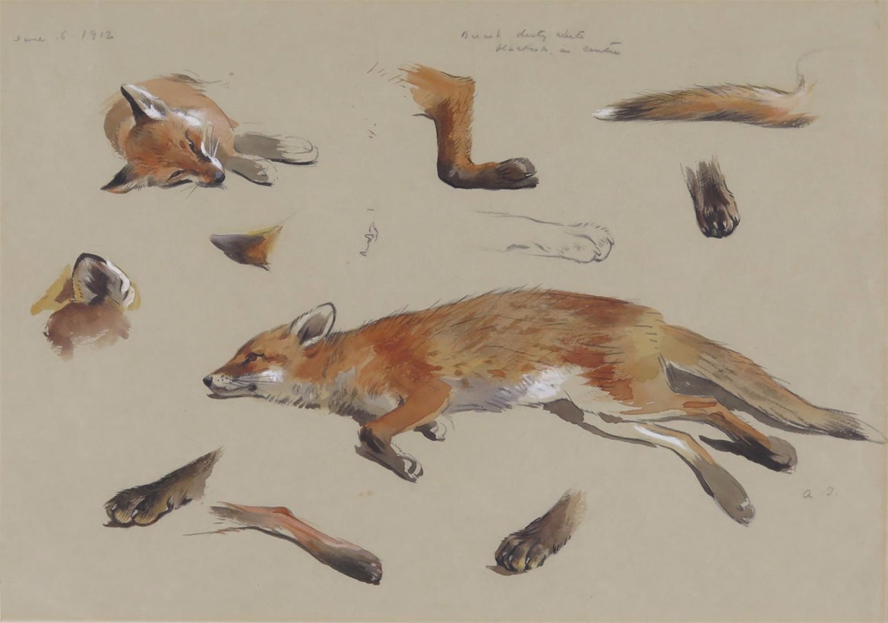 Studies of a fox by Archibald Thorburn