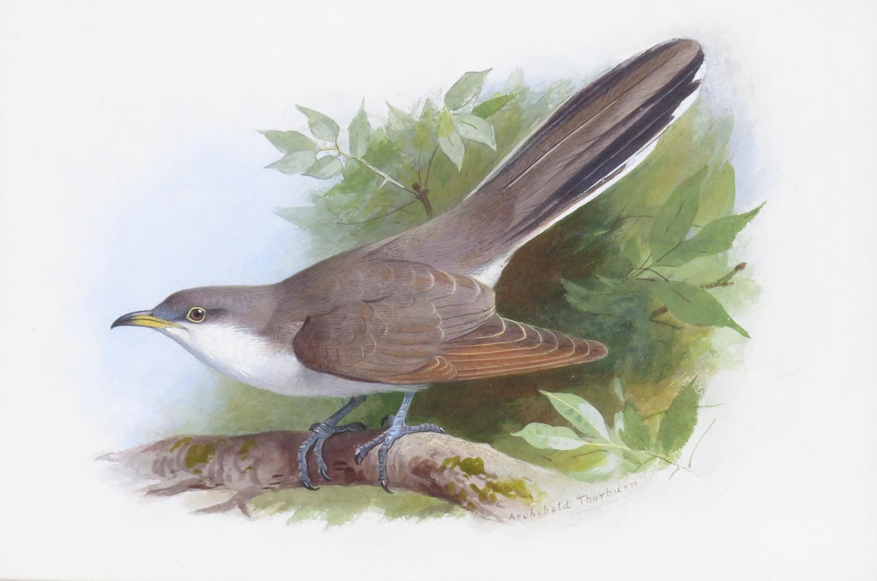 American yellow billed cuckoo by Archibald Thorburn
