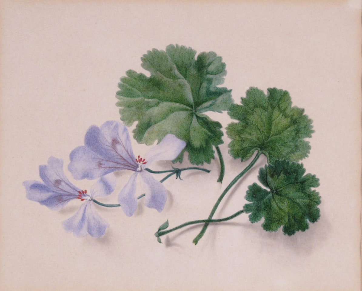 Flower studies by English School