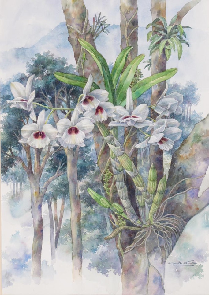 Studies of orchids by English School