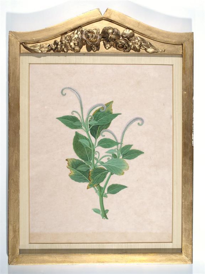 Botanical study by English School