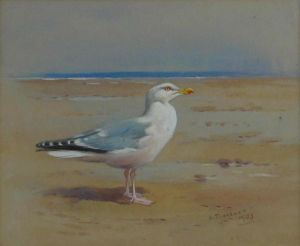 A herring gull on a beach by Archibald Thorburn