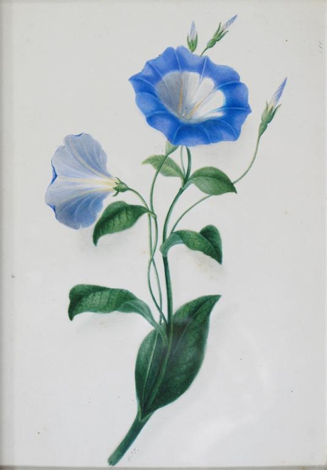 Four various floral studies by English School