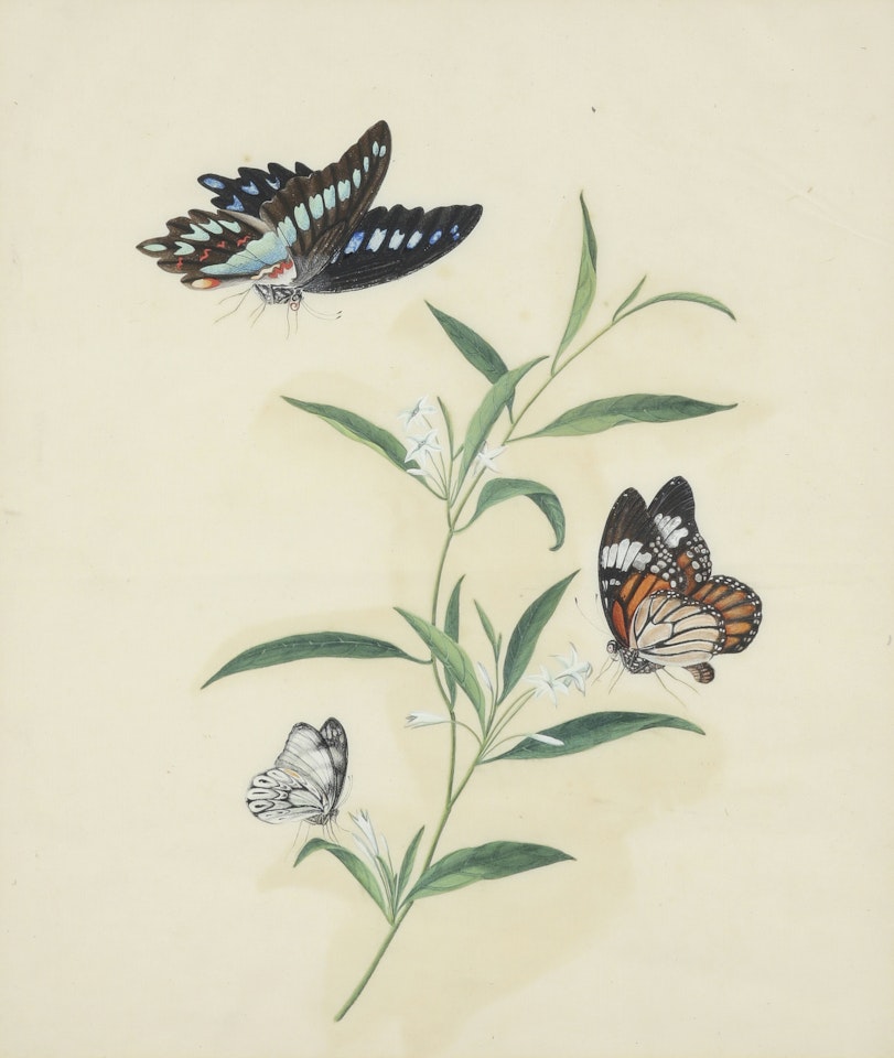 Four studies of flowers and butterflies by Chinese School