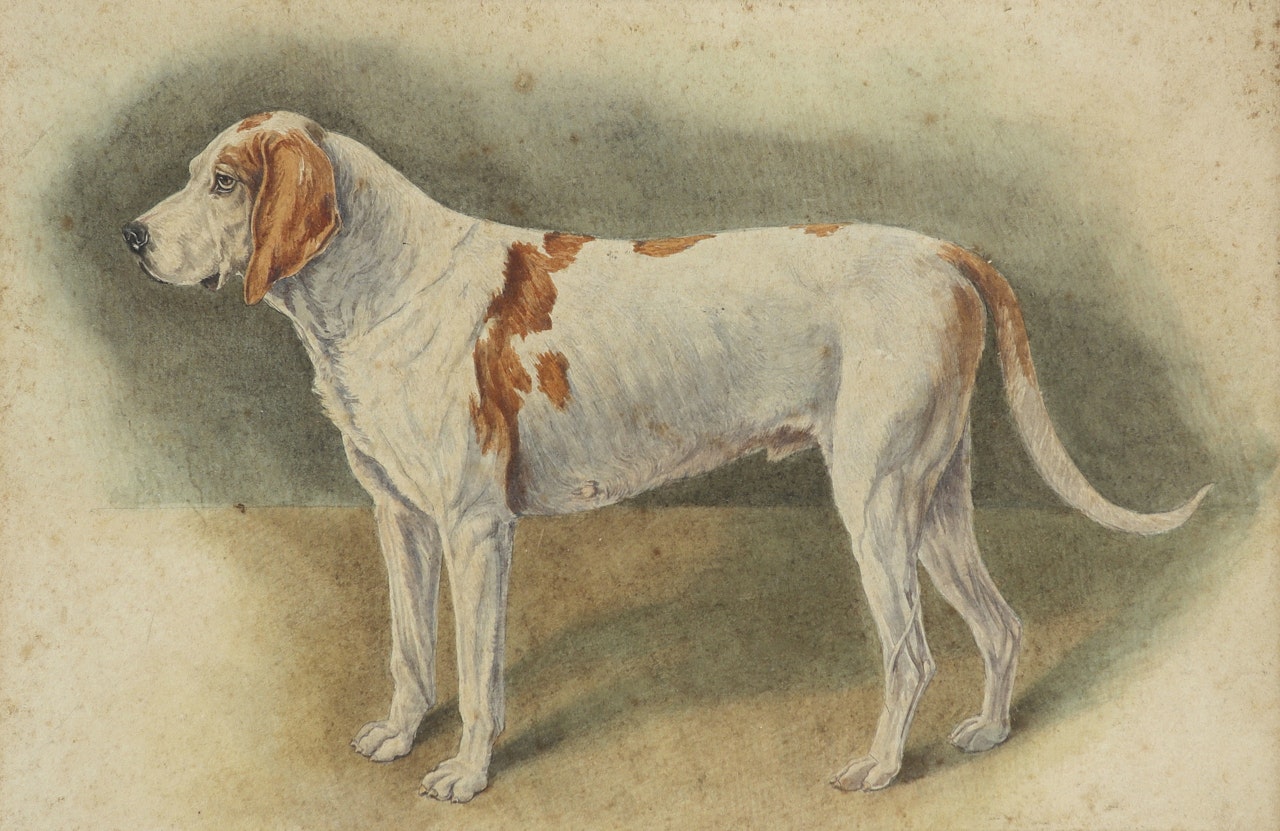 Study of a hound by English School