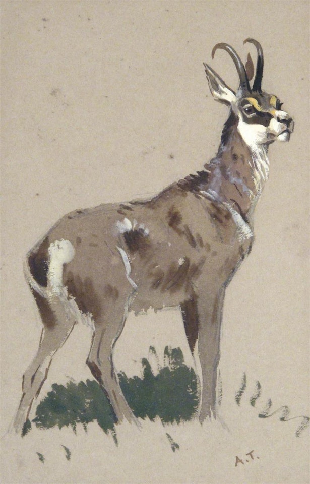 Study of a Chamois by Archibald Thorburn