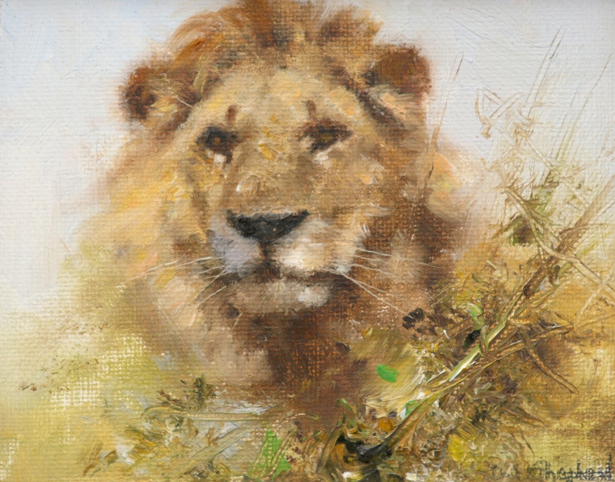 Lion by David Shepherd