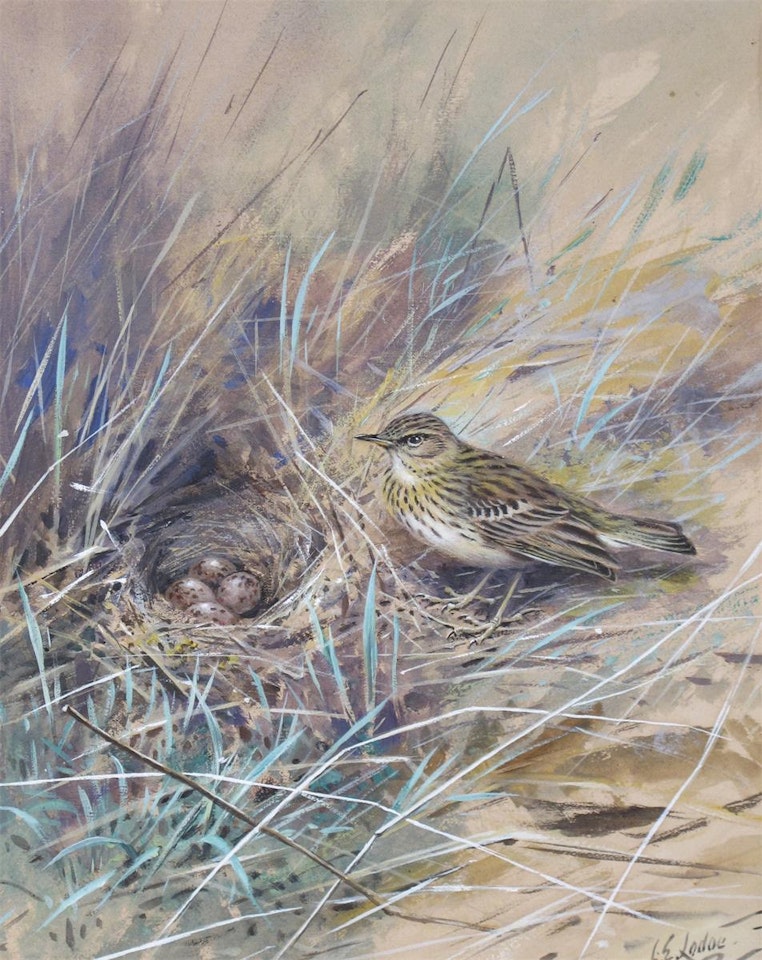 Tree Pipit, illustration for Birds of the British Isles, Plate 8 Volume II by George Edward Lodge
