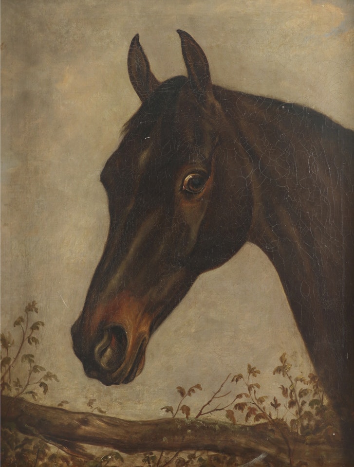 Head of a bay horse by English School